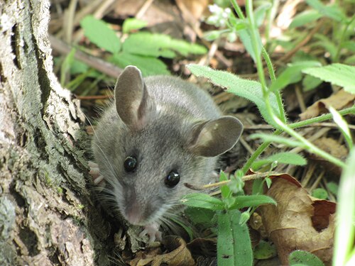 Peromyscus maniculatus